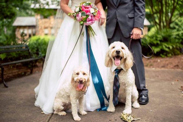 5 Ways to Incorporate Your Pet into Your Wedding Ceremony | Lowcountry Bride
